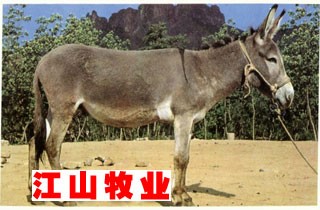 最新獭兔皮价格 2011年獭兔养殖市场行情分析